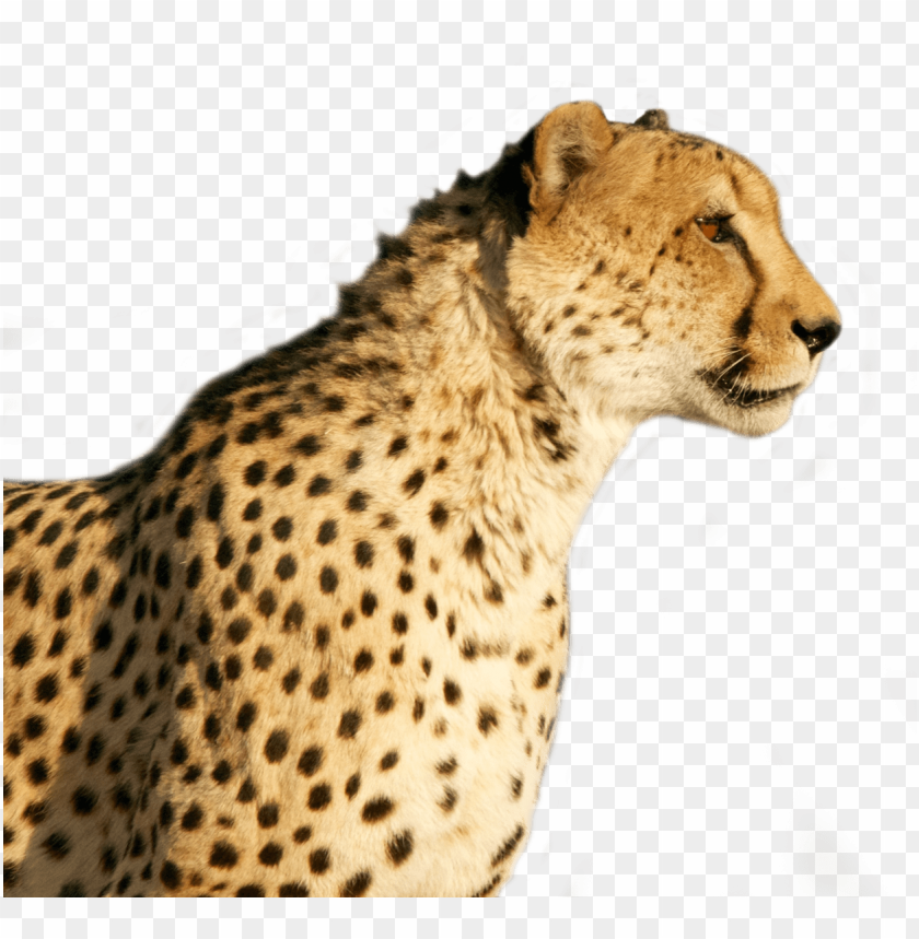 cheetah png images background - Image ID 10321