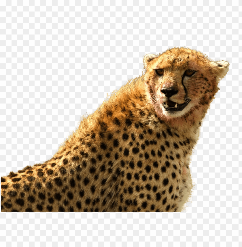 cheetah png images background - Image ID 10322