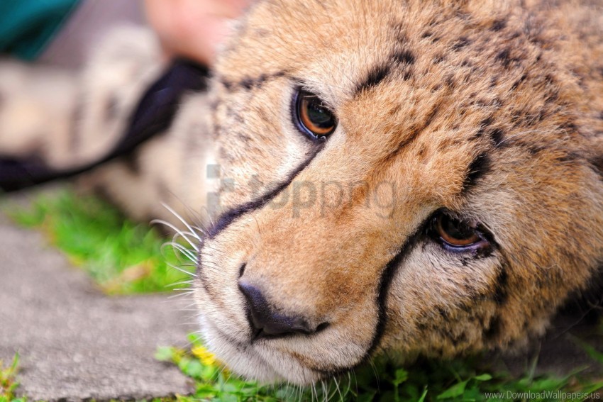 cheetah, eyes, face wallpaper background best stock photos | TOPpng