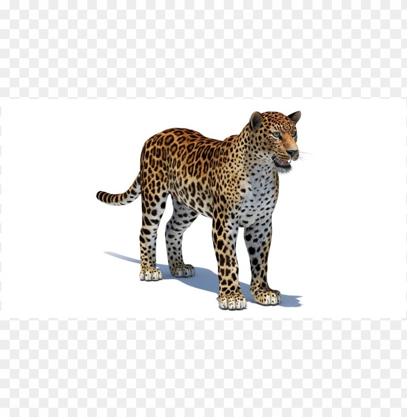 cheetah,animals