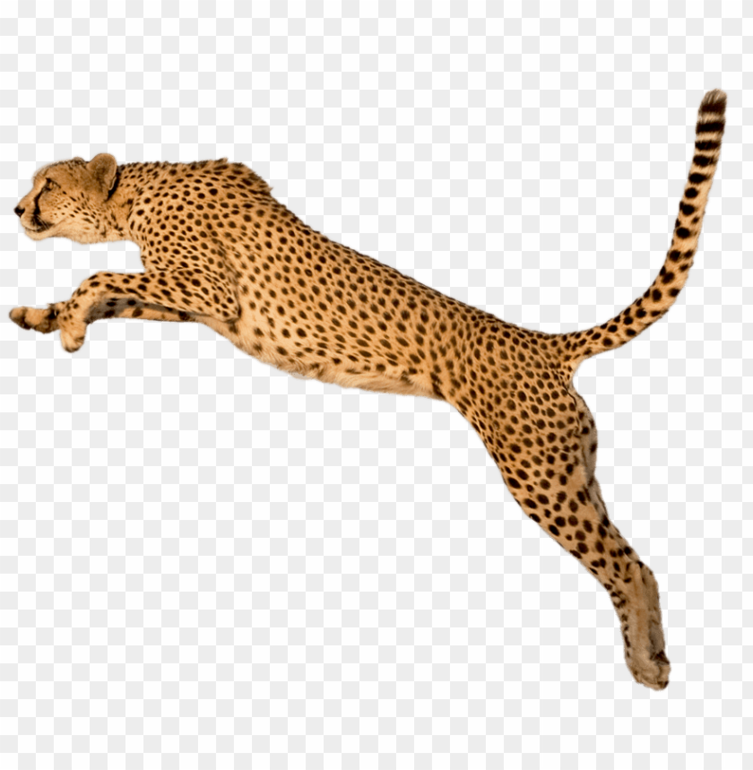 cheetah running