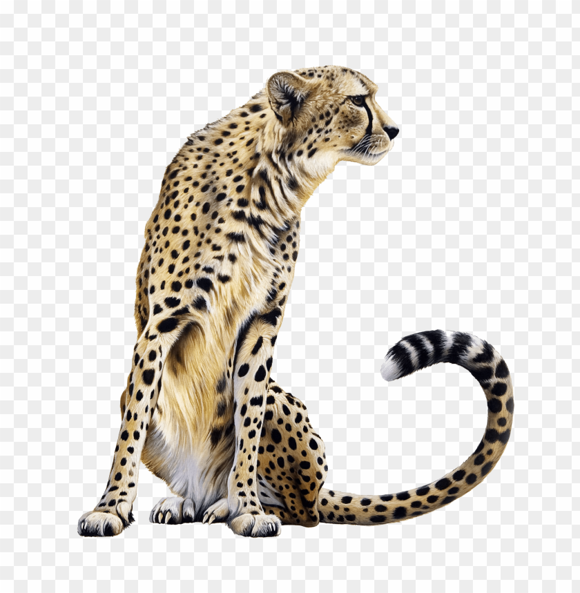 cheetah sitting png images background - Image ID 9588