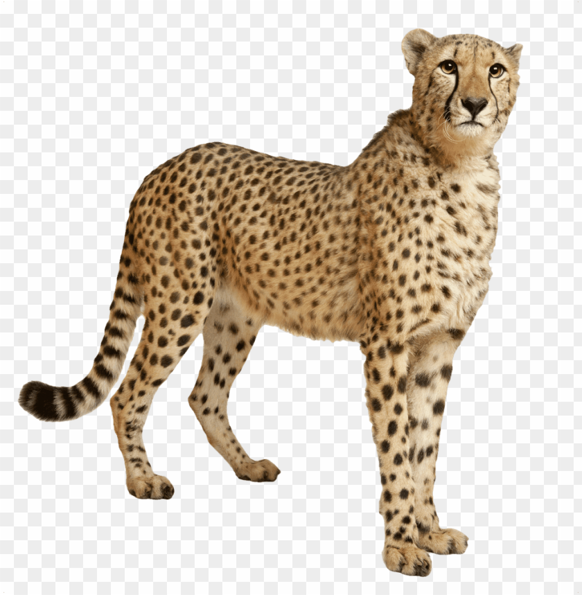 animals, cheetahs, cheetah still, 