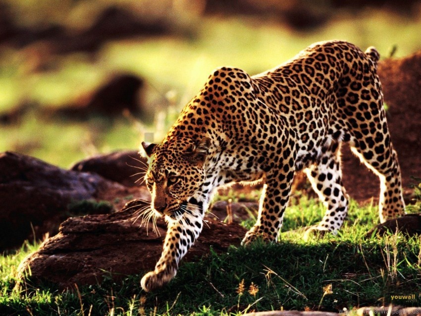 leopard, wild animal, big cat, spotted fur, nature scene, grassland, African wildlife