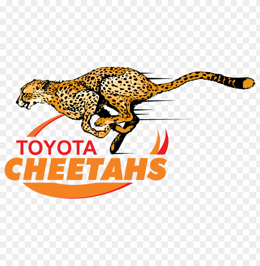 sports, rugby teams south africa, cheetahs rugby logo, 