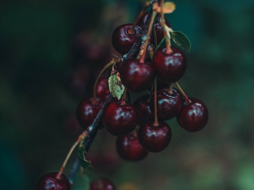 cherry, berries, branch, blur, ripe