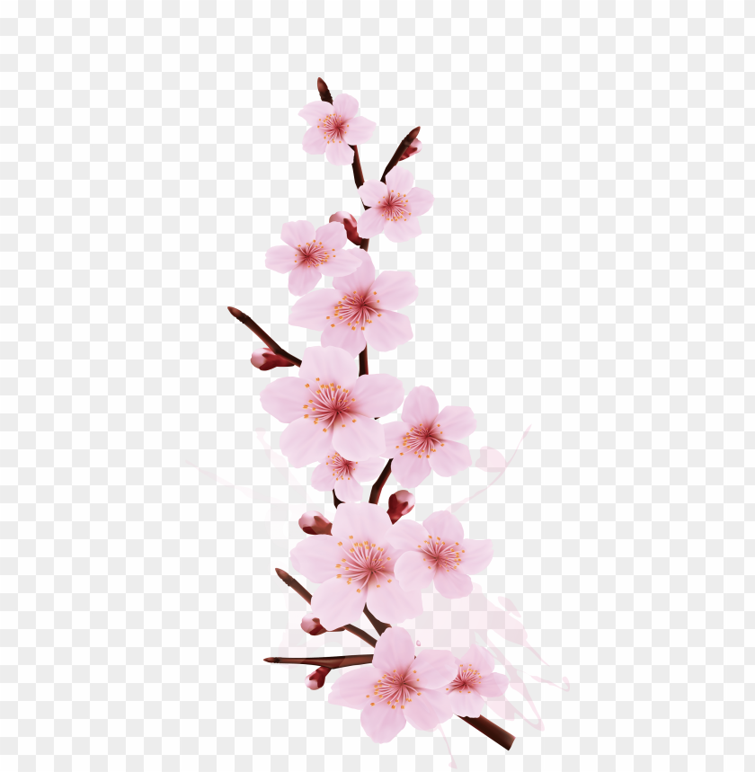cherry blossom branch png - cherry blossom branch desi PNG image with transparent background@toppng.com