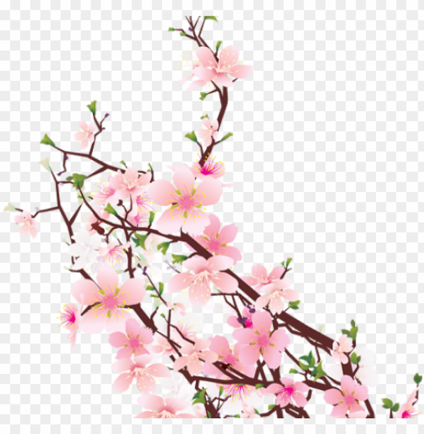 free PNG cherry blossom clipart transparent tumblr - women of the old testament: 14 in-depth bible studies PNG image with transparent background PNG images transparent