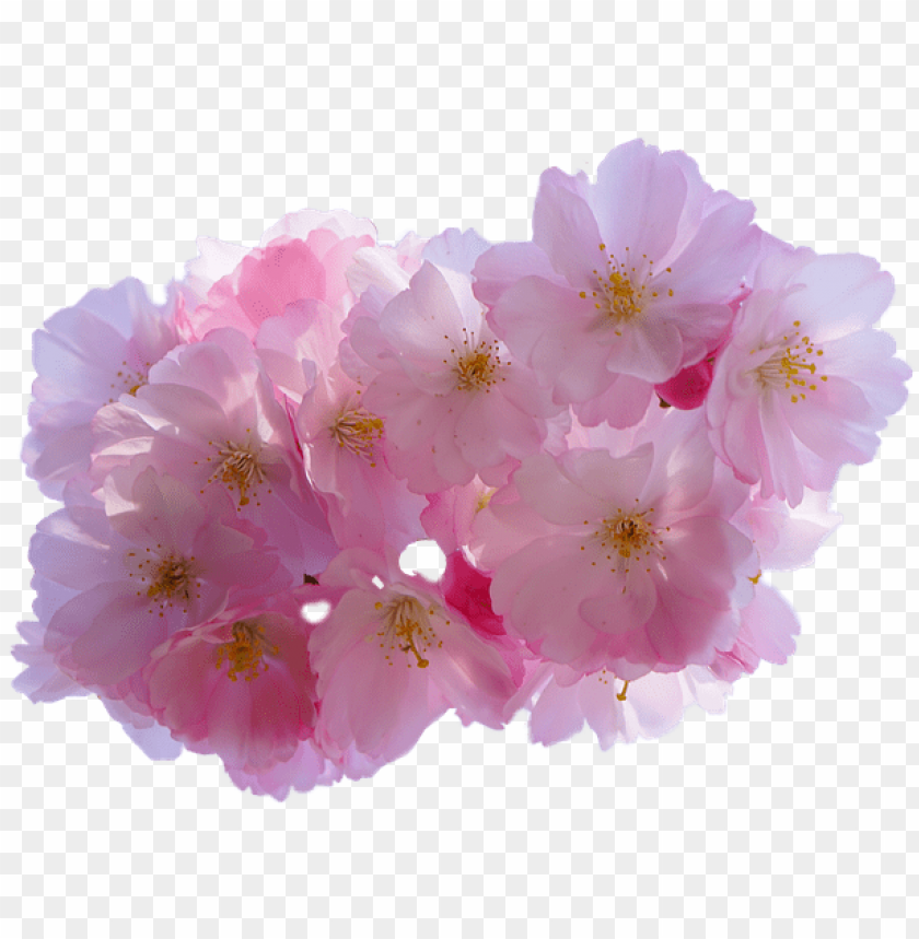 cherry blossom flower png