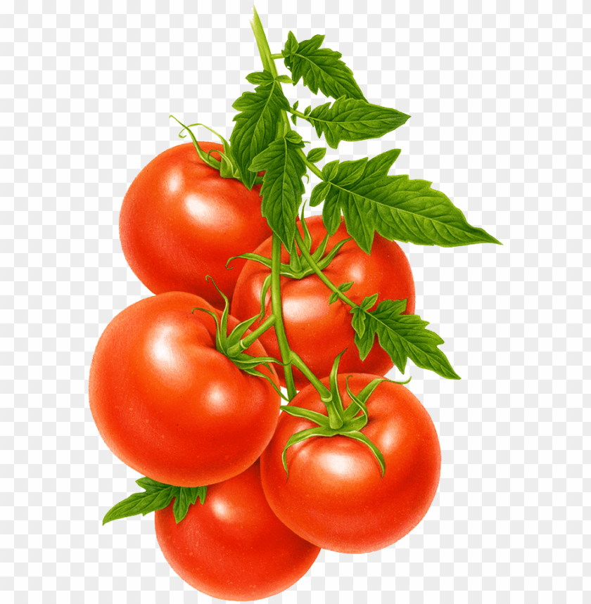 tomatoes plant png