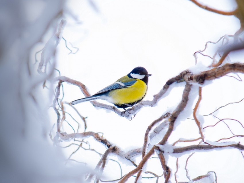 chickadee, branch, snow, bird, yellow, sits, winter