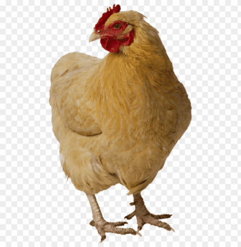 chicken,chicken free png,chicken png free,chicken png,chicken images png,chicken file png,chicken transparent