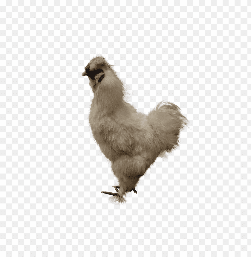 chicken,chicken free png,chicken png free,chicken png,chicken images png,chicken file png,chicken transparent