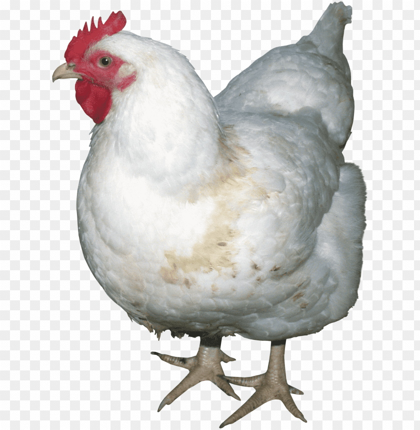chicken png images background - Image ID 1077