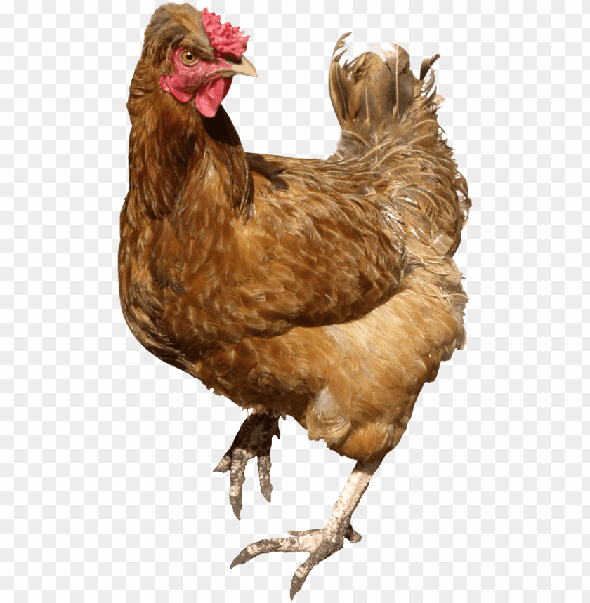 animals, chickens, chicken brown walking, 
