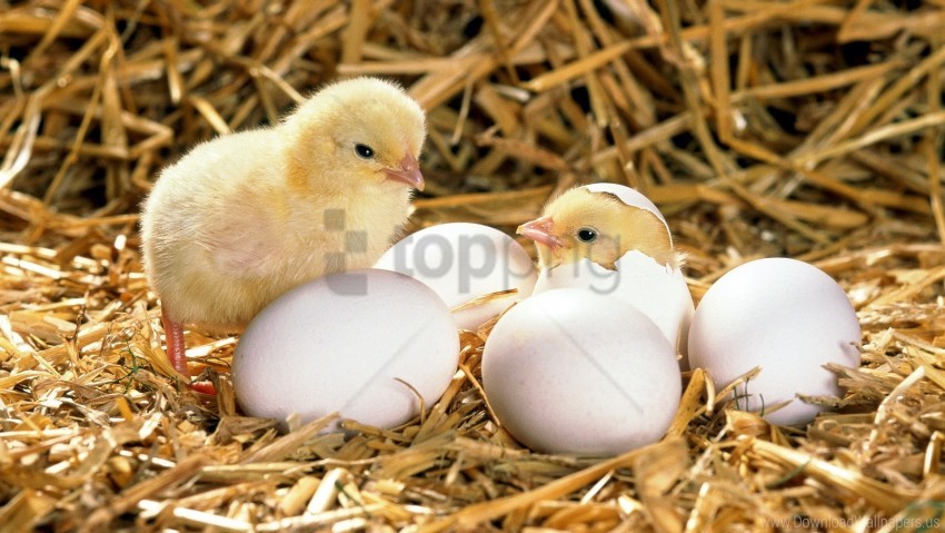 Chicken Eggs Hatched Hay Shell Wallpaper Background Best Stock Photos