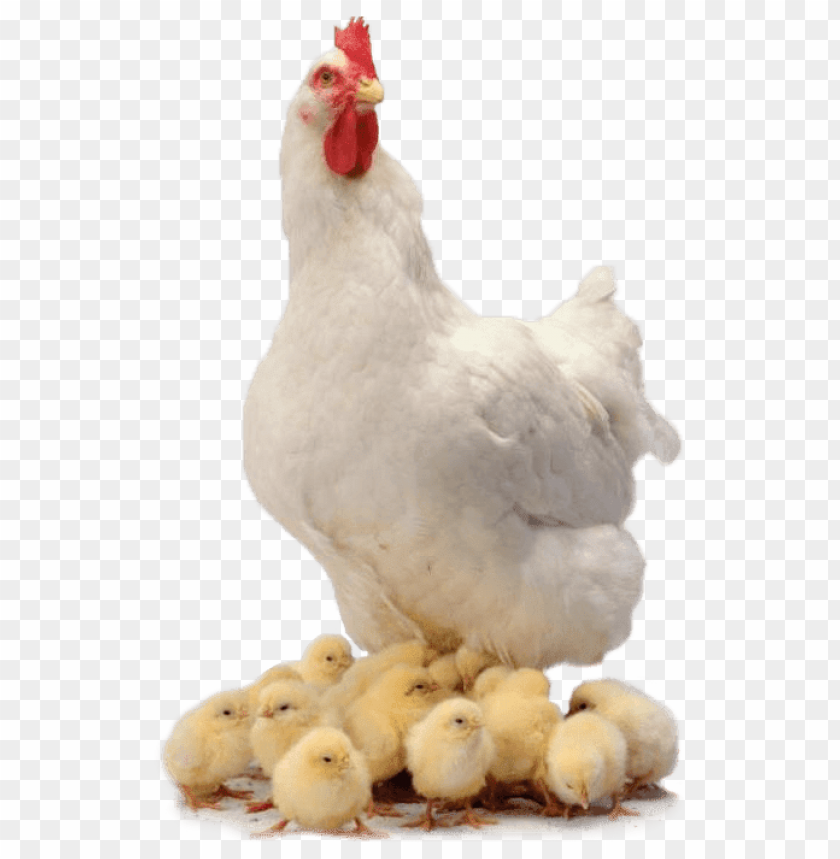animals, chickens, chicken family, 