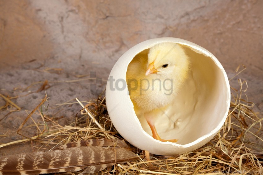 Chicken Feathers Hay Shells Wallpaper Background Best Stock Photos
