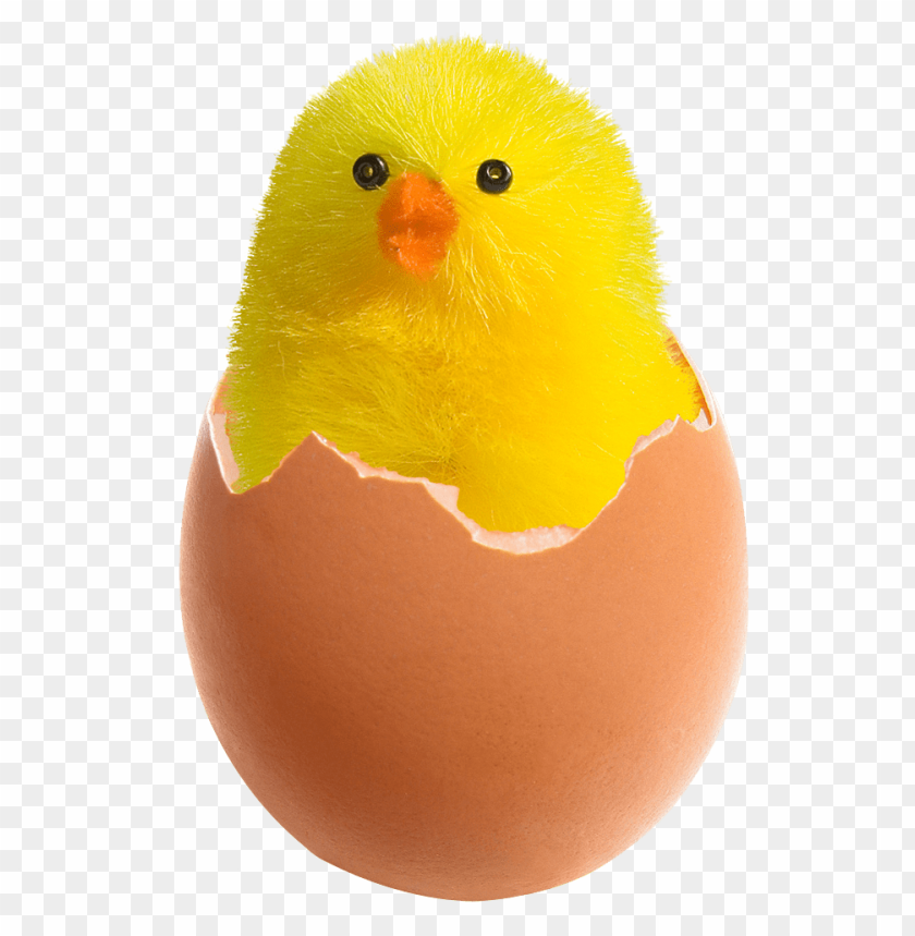 Download Chicken In Broken Egg Png Images Background