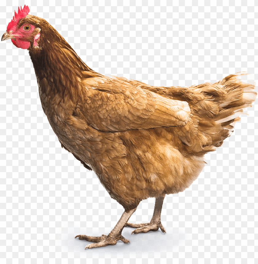 chicken meat png, chickenmeat,png,chicken