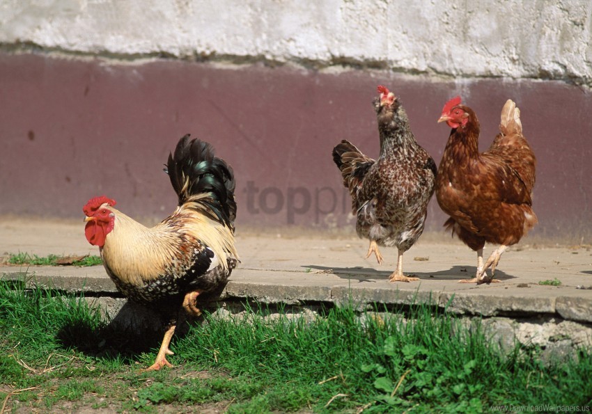 chicken poultry rooster wallpaper background best stock photos - Image ID 155780