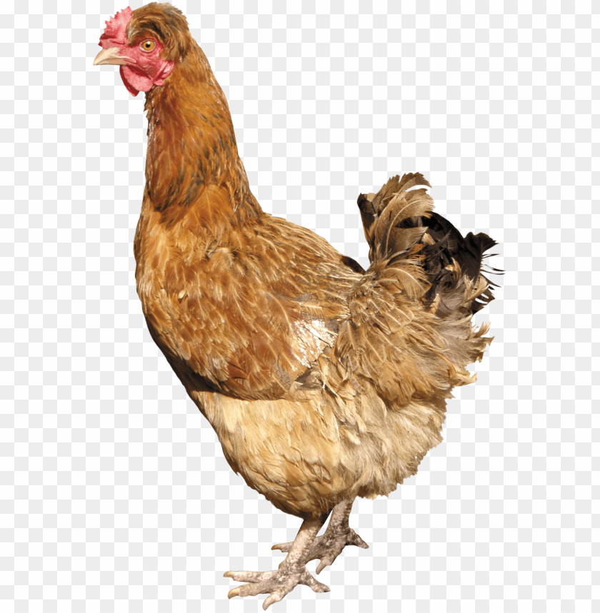 
chicken
, 
hen
, 
partridge
, 
chook
, 
biddy
, 
bird
, 
two chicken

