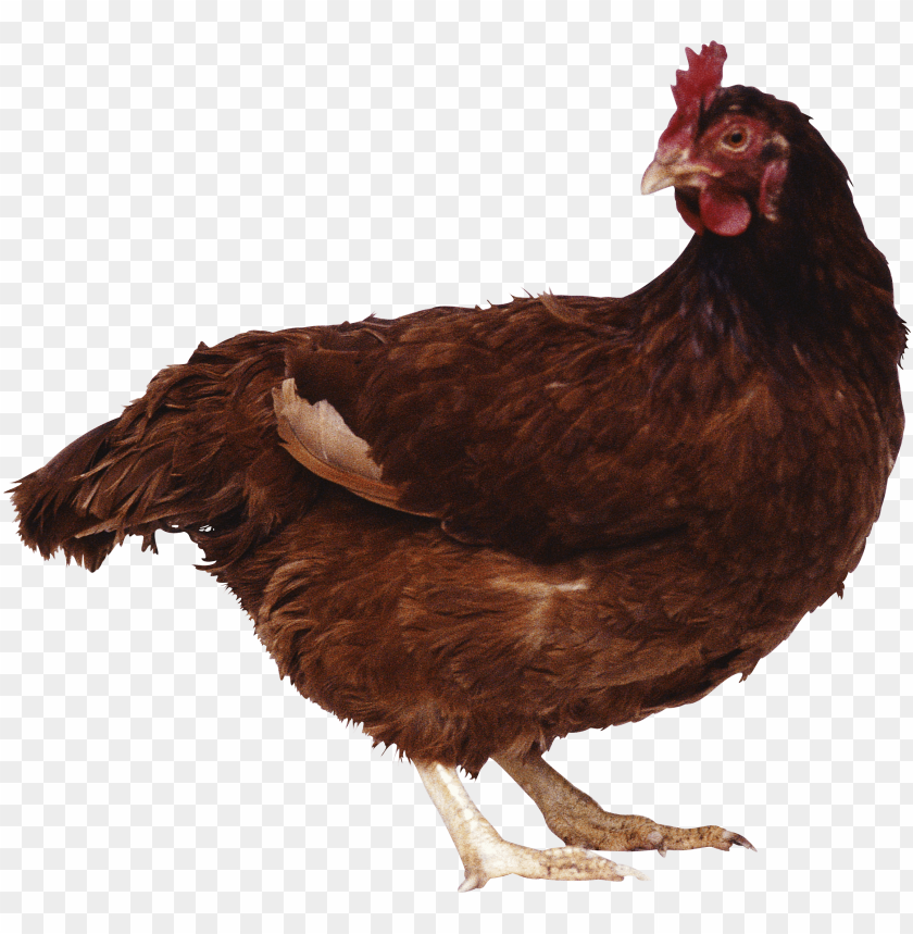 free PNG Download chicken standing png images background PNG images transparent