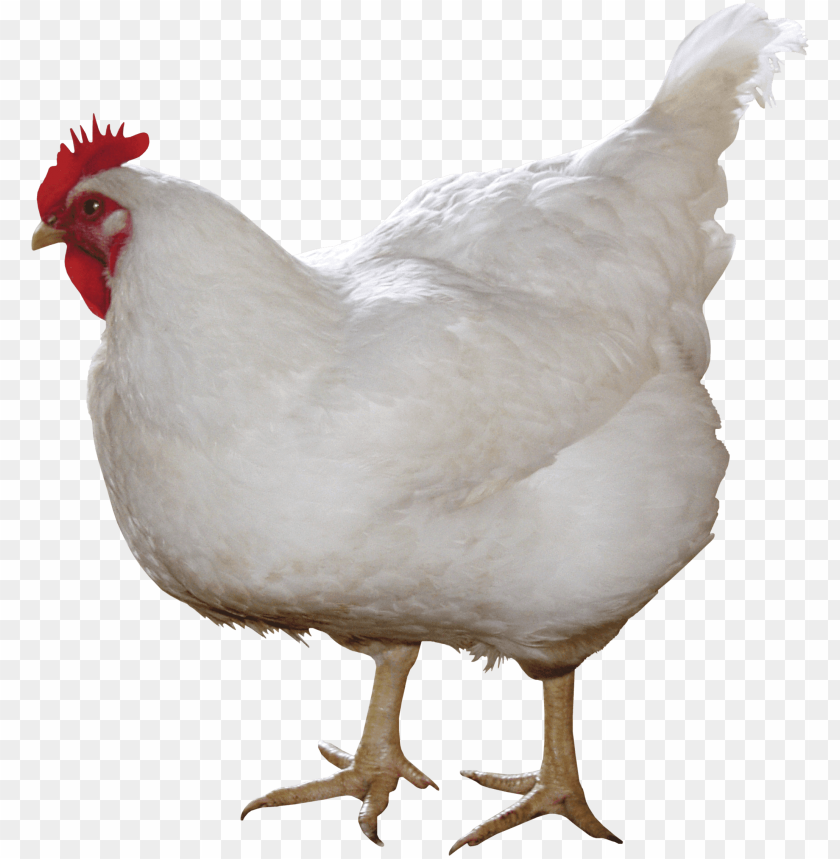 animals, chickens, chicken white, 