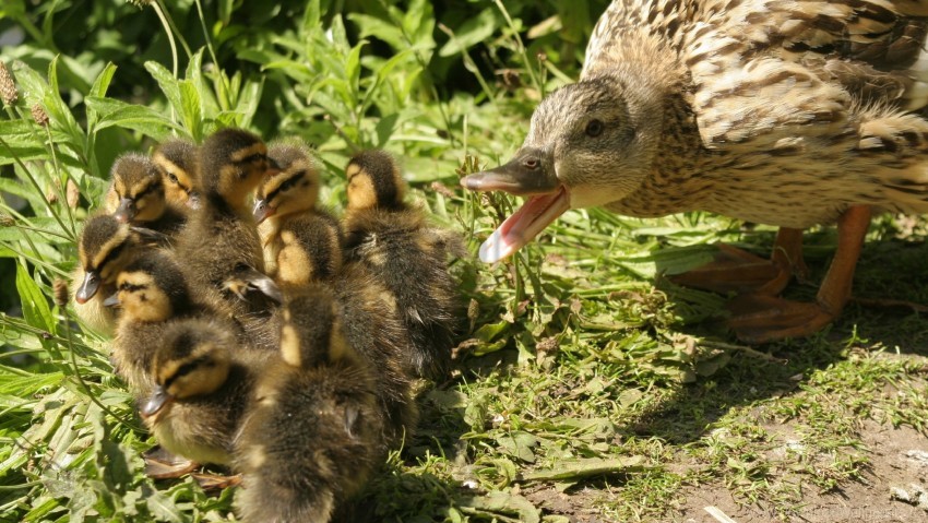 Chicks Duck Young Wallpaper Background Best Stock Photos