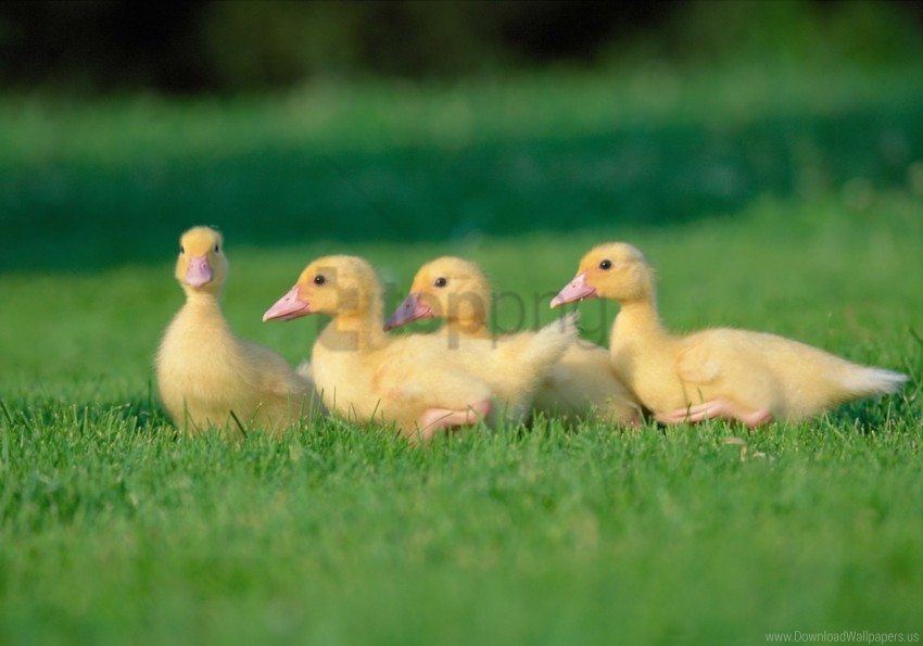 Chicks Geese Grass Wallpaper Background Best Stock Photos