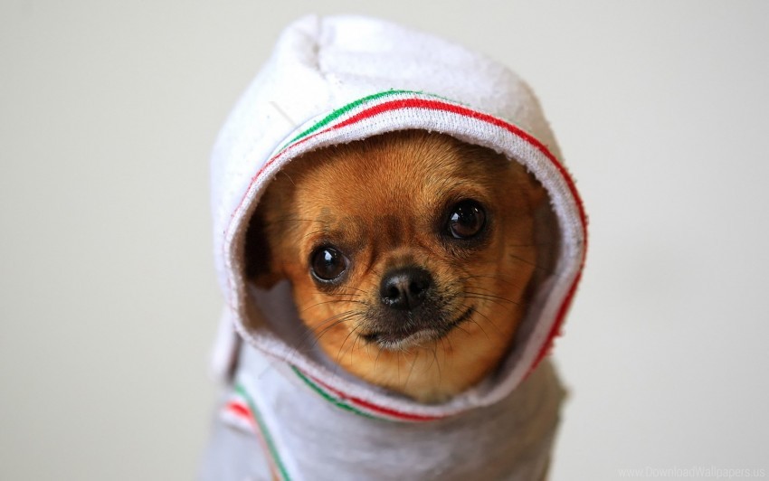 chihuahua, clothing, costume, dog, puppy wallpaper background best stock photos@toppng.com