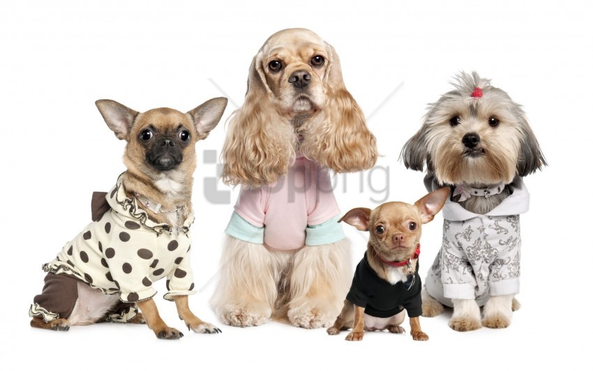 free PNG chihuahua, costumes, dogs, variety, yorkshire terrier wallpaper background best stock photos PNG images transparent