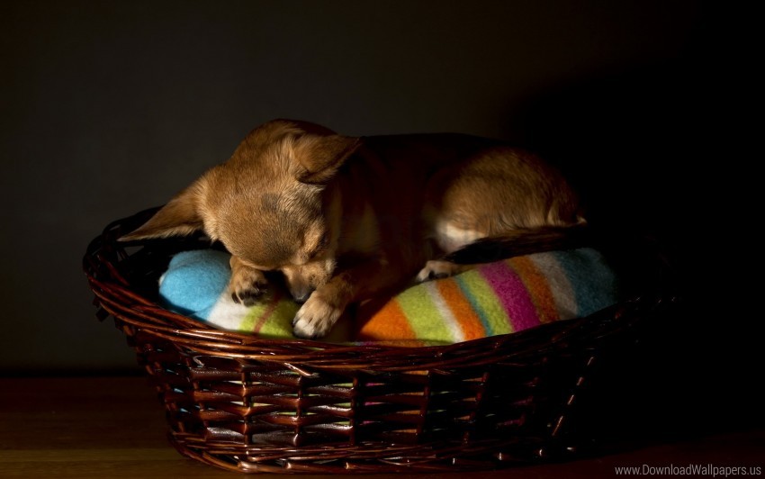 Chihuahua, Dog, Hou E Wallpaper Background Best Stock Photos