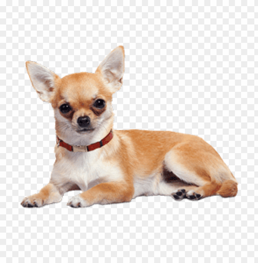 free PNG Download chihuahua lying down png images background PNG images transparent