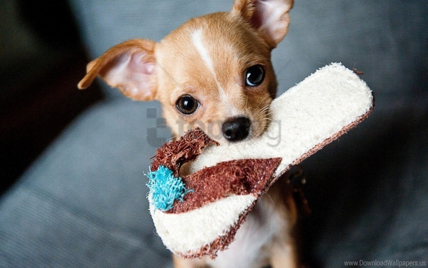 free PNG chihuahua, muzzle, slipper wallpaper background best stock photos PNG images transparent