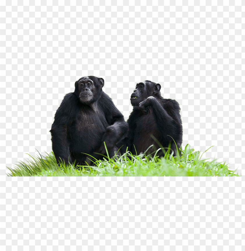 animals, chimpanzees, chimpanzees sitting on grass, 