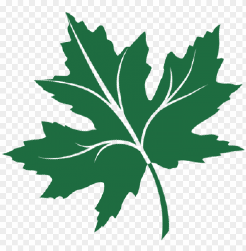 chinar leaf png chinar logo PNG transparent with Clear Background ID 189029