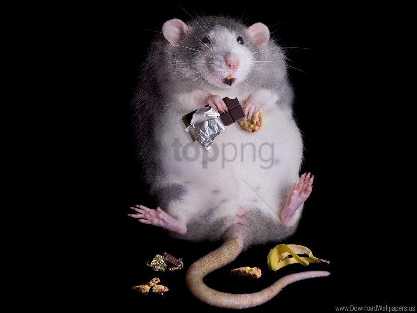 free PNG chocolate, fat, food, rat wallpaper background best stock photos PNG images transparent