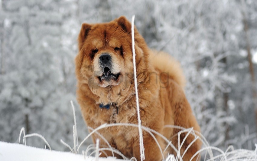 chow chow, dog, face, fat wallpaper background best stock photos@toppng.com