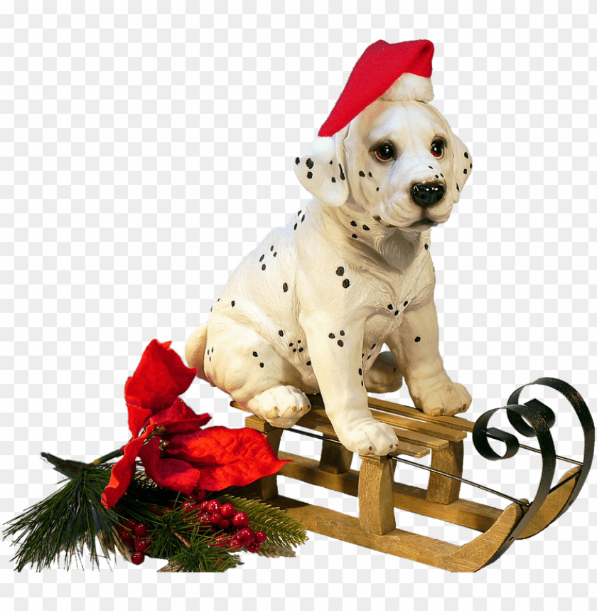 holidays, christmas, dog, christmas,holidays