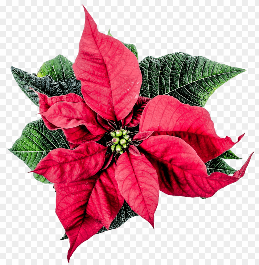 PNG image of christmas poinsettia flower with a clear background - Image ID 24879
