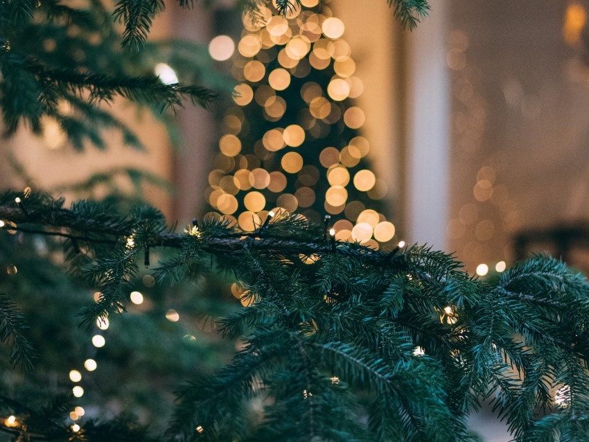 christmas tree, new year, christmas, glare, bokeh, branch, spruce