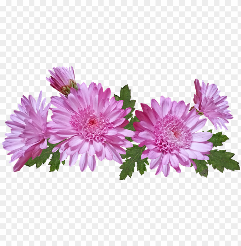 chrysanthemum flower PNG transparent with Clear Background ID 265495