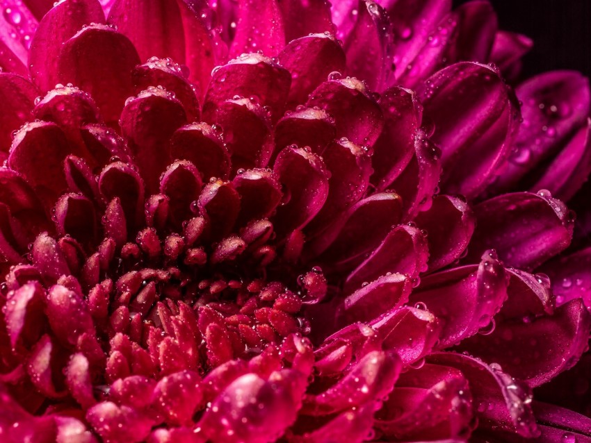 chrysanthemum, petals, drops, wet, close-up, macro, pink