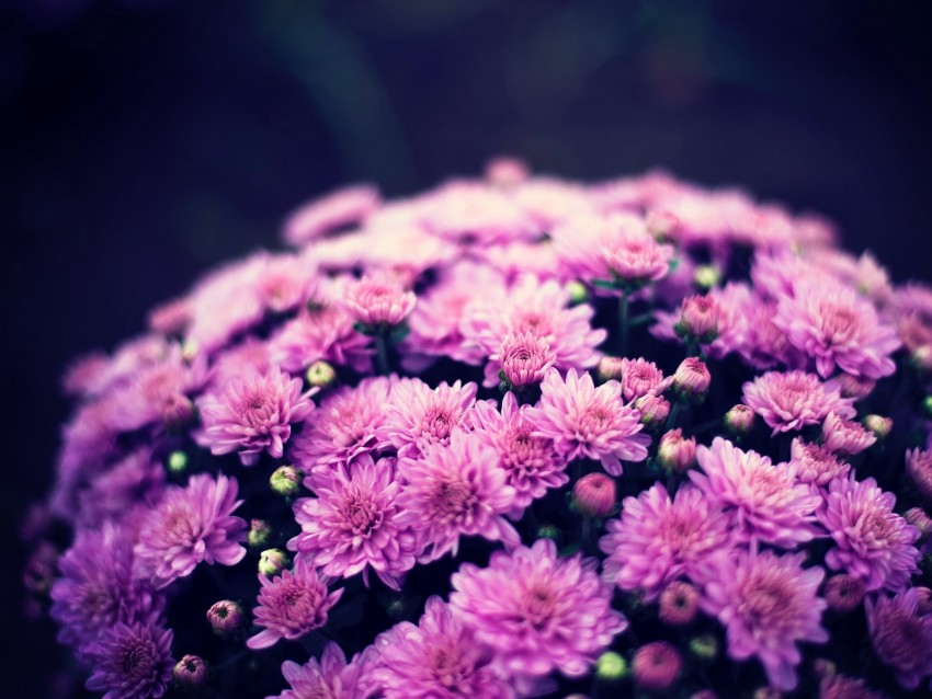 chrysanthemums, flowers, bouquet, purple, bloom
