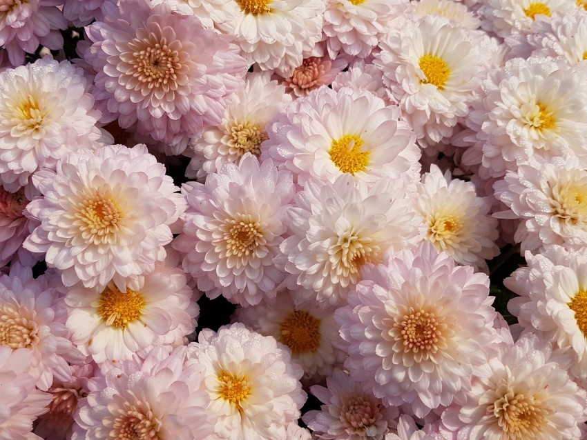 chrysanthemums, flowers, pink, blooms, delicate