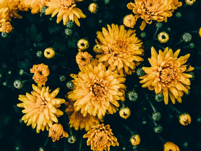 chrysanthemums, yellow, flowers, bloom, plant