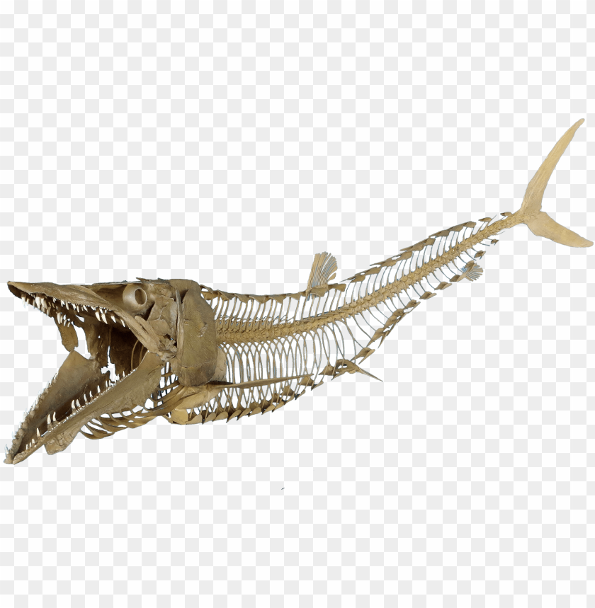 Download Cimolichthys Nepaholica Fish Skeleton Transparent Png Image With Transparent Background Toppng