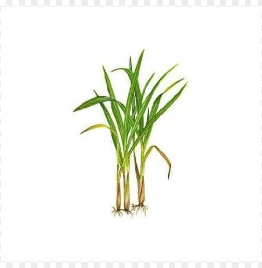 Citronella PNG Image With Transparent Background