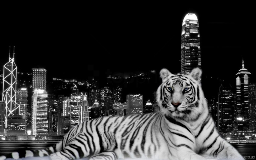 city, dark, tiger wallpaper background best stock photos | TOPpng